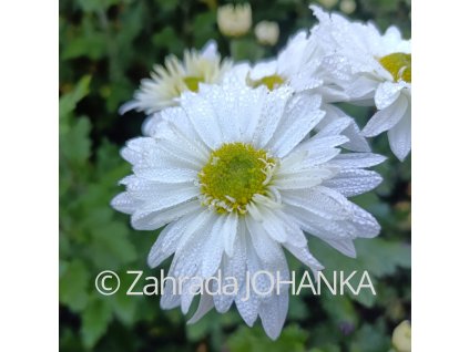 Chrysanthemum x indicum 'Schneewittchen_2