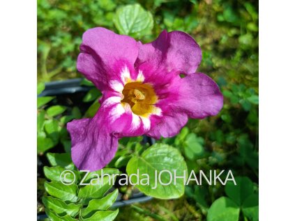 Incarvillea zhongdianensis_2
