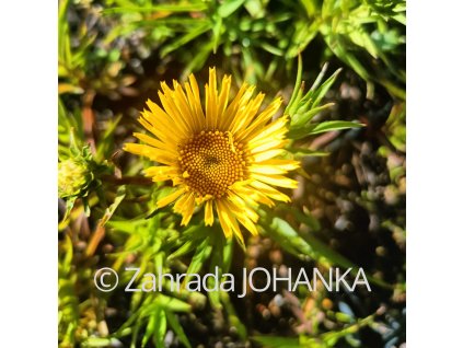 Inula ensifolia 'Compacta'_6