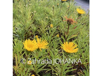 Inula ensifolia 'Compacta'