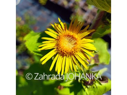 Inula racemosa_2