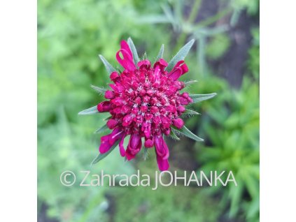 Knautia macedonica_3