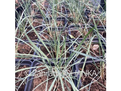 Koeleria glauca_1