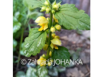 Lamium galeobdolon 'Florentinum'_1