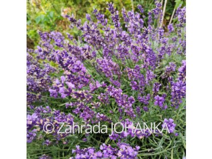 Lavandula angustifolia 'Hidcote Blue Strain'