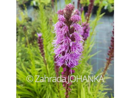 Liatris spicata