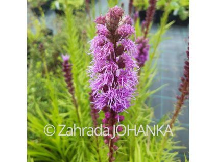 Liatris spicata_6