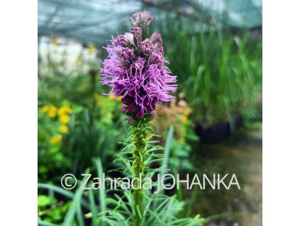 Liatris spicata 'Floristan Violet'_1