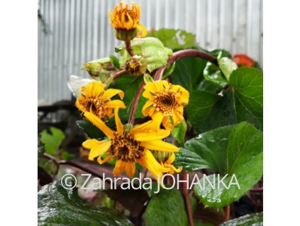 Ligularia dentata 'Othello'