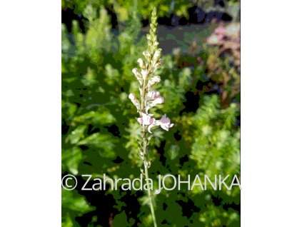 Linaria purpurea 'Canon J.Went'