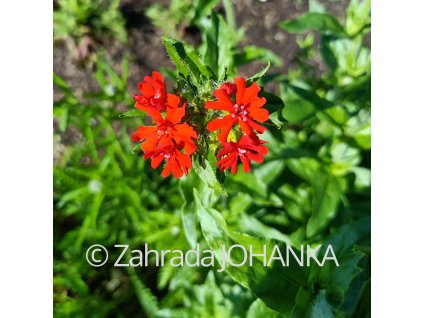 Lychnis chalcedonica_2