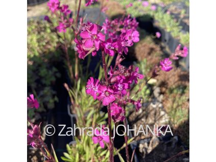 Lychnis viscaria 'Splendens'_3