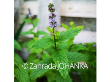 Mentha gracilis 'Ginger'