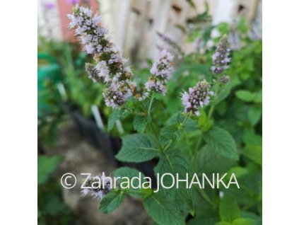 Mentha longifolia 'Buddleia'