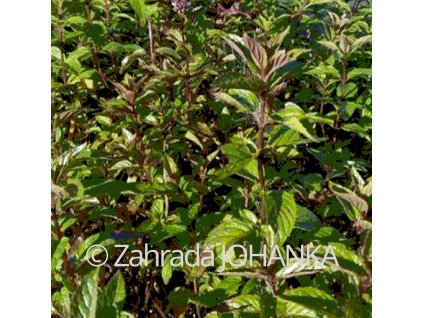 Mentha piperita 'Chocolate'