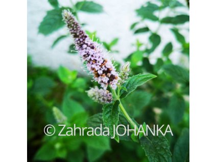 Mentha spicata 'Almira'