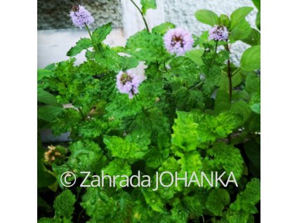 Mentha spicata 'Crispa'