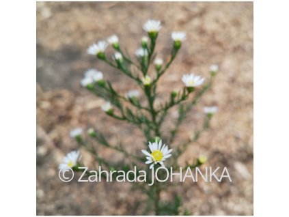 Aster pringlei 'Monte Cassino'