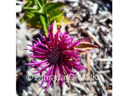 Monarda 'Bee-Free'