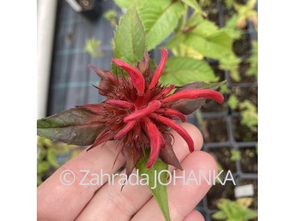 Monarda 'Gardenview Scarlet'_4