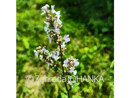 Nepeta nuda 'Anne's Choice'_1