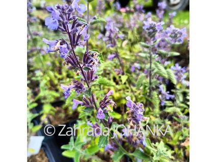 Nepeta x faassenii 'Six Hills Giant'_1