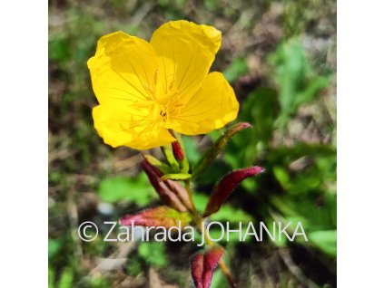 Oenothera pilosella 'Yella Fella'_4