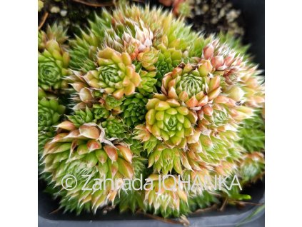 Orostachys spinosa 'Minima'_1