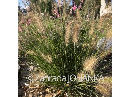 Pennisetum alopecuroides 'Hameln'