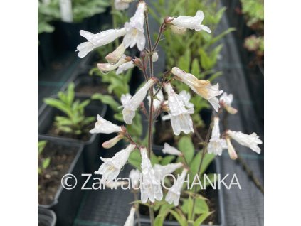 Penstemon pallidus_2