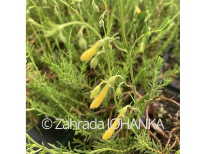 Penstemon pinifolius 'Mersea Yellow'_1