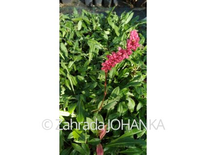 Persicaria affinis 'Darjeeling Red'