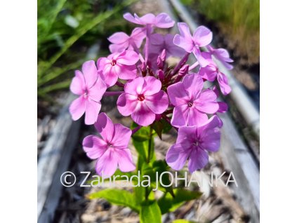 Phlox amplifolia 'Rusalka Bledá'