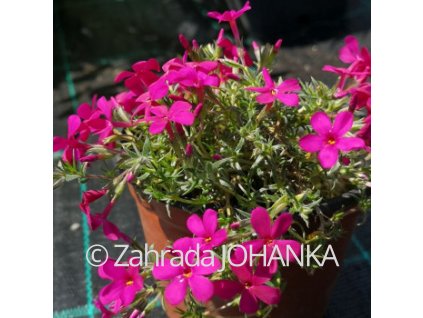 Phlox douglasii 'Crackerjack'