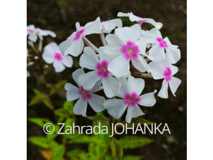 Phlox paniculata 'Europa'