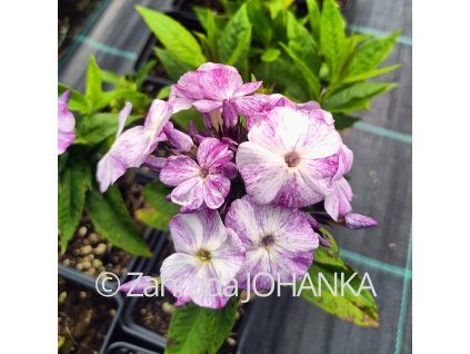 Phlox paniculata 'Freckle Blue Shades'