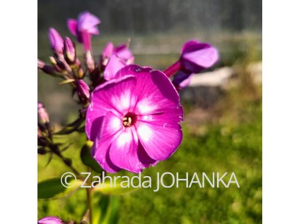 Phlox paniculata 'Laura'_1