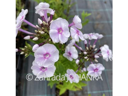 Phlox paniculata 'Pat Coleman'_4