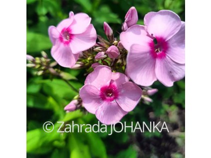 Phlox paniculata 'Jeff´s Pink'_1