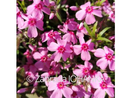 Phlox subulata 'Andrýsek'