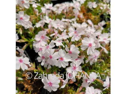 Phlox subulata 'Amazing Grace'