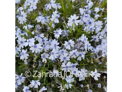 Phlox subulata 'Bavaria'