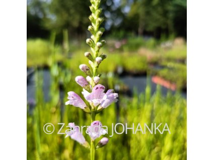 Physostegia virginiana 'Rosea'_1