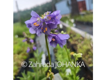 Polemonium caeruleum_4