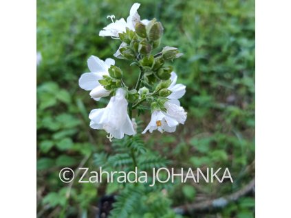 Polemonium caeruleum 'Alba'_2