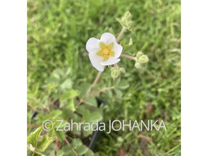 Potentilla rupestris_1