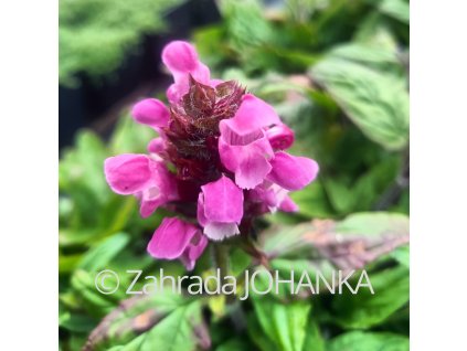 Prunella grandiflora 'Rubra'_4