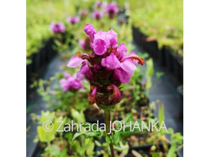 Prunella x webbiana 'Gruss aus Isernhagen'