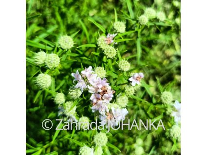 Pycnanthemum tenuifolium_2