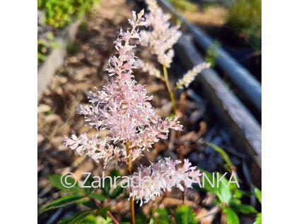 Astilbe japonica 'Peach Blossom' _4